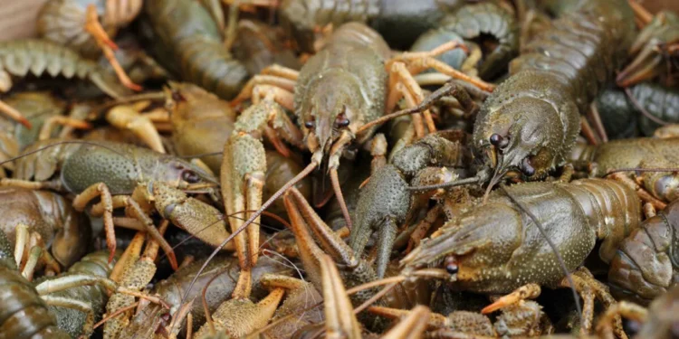 Шокирующие кадры: массовую гибель раков зафиксировали в Актау