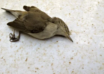 Экологическая катастрофа в Атырау: массовая гибель птиц и рыб