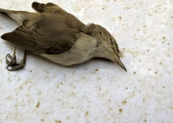 Атырауда құстар жаппай қырылып жатыр