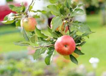 Яблоня Сиверса на грани исчезновения: что угрожает древнему предку алматинского Апорта?