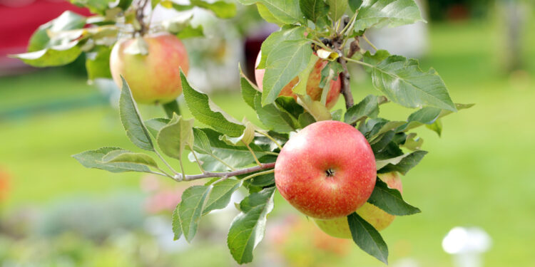 Яблоня Сиверса на грани исчезновения: что угрожает древнему предку алматинского Апорта?