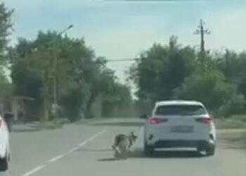 Жительница Павлодара привязала собаку к своей машине и протащила по дороге