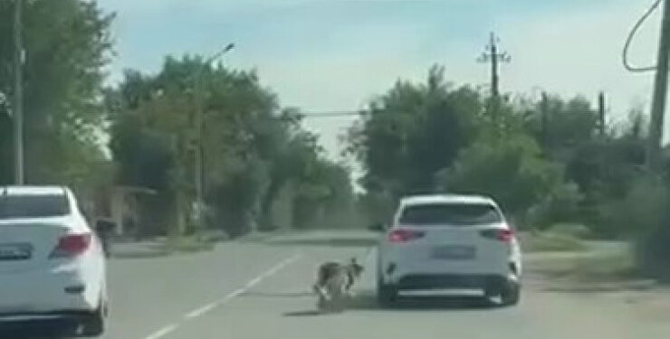 Жительница Павлодара привязала собаку к своей машине и протащила по дороге