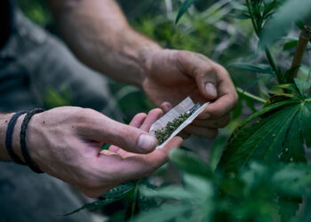 Голландское качество по-казахски: крупную наркоплантацию выращивали на острове озера Балхаш