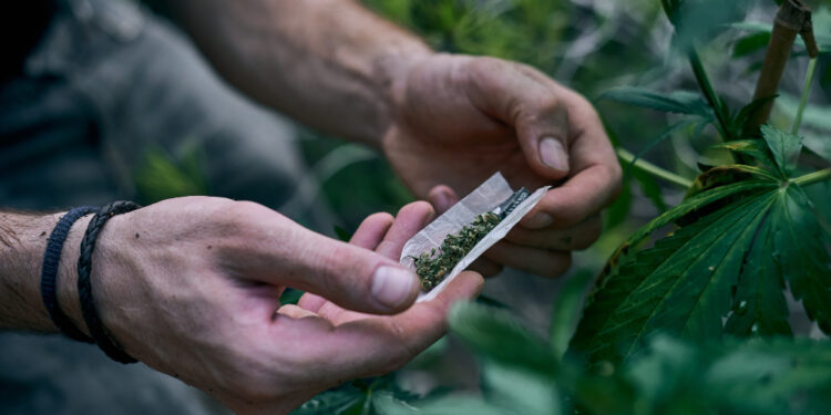 Голландское качество по-казахски: крупную наркоплантацию выращивали на острове озера Балхаш