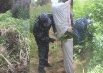 Кызылординец решил стать «наркофермером» и вырастил почти 250 кг конопли