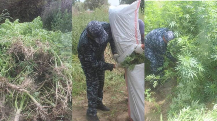 Кызылординец решил стать «наркофермером» и вырастил почти 250 кг конопли