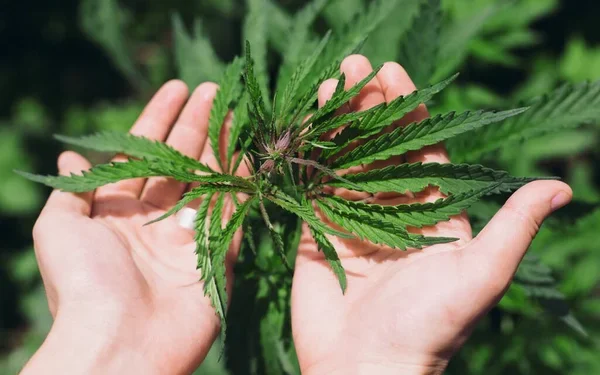 Криминальный урожай: полицейские ликвидировали наркоплантацию в Кызылординской области