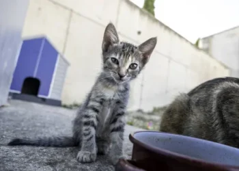 Женщина набросилась на девочку, вступившуюся за котенка