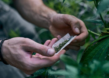 Балқашта үлкен есірткі плантациясы өсірілген