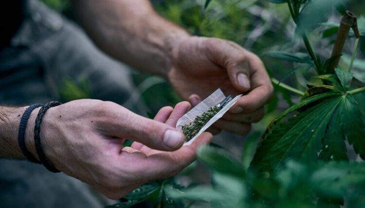 Балқашта үлкен есірткі плантациясы өсірілген