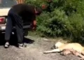 Мужчина волочил собаку по земле, привязав к машине