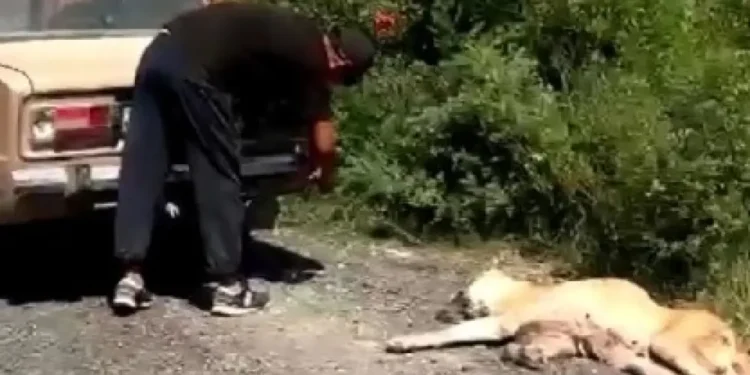 Мужчина волочил собаку по земле, привязав к машине