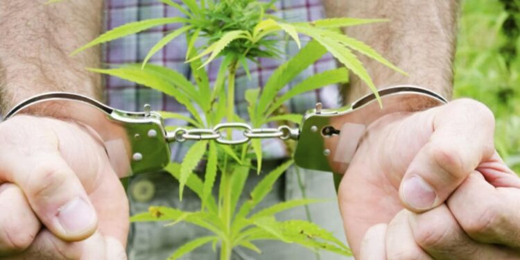 Қарасораны өсіріп, есірткі  сатқан бір топ адам 12 жылға сотталды