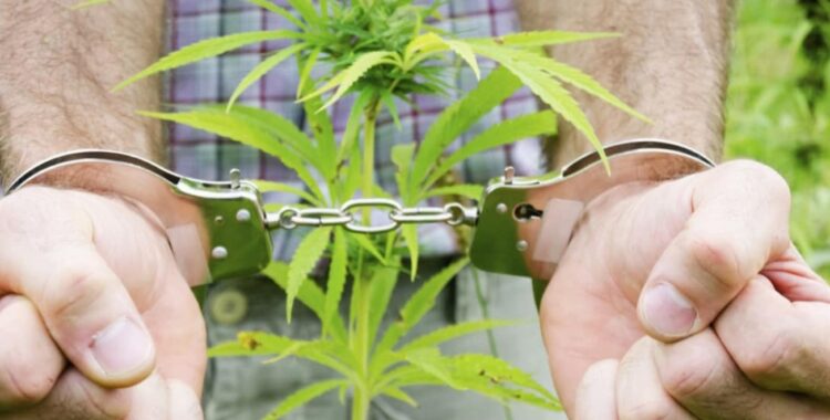 Қарасораны өсіріп, есірткі  сатқан бір топ адам 12 жылға сотталды