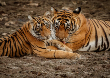 амурские тигры