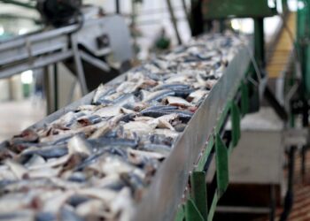 Қазақстанда балық консервілерін шығаратын зауыт салынбақ