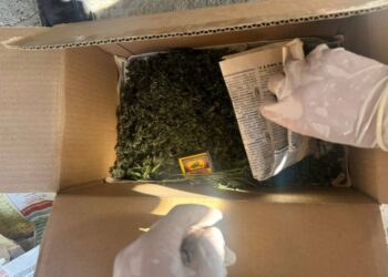 В Алматинской области ликвидировали фитолабораторию