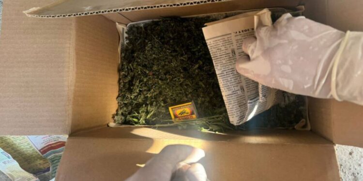 В Алматинской области ликвидировали фитолабораторию