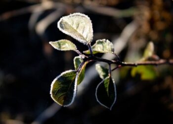 Кей өңірде үсік жүреді