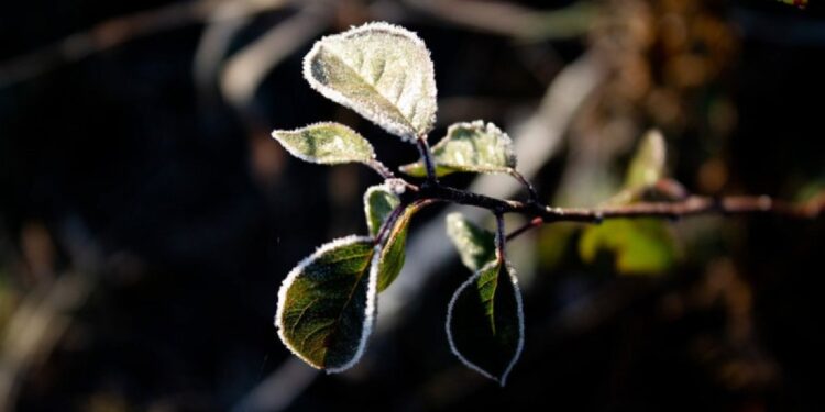 Кей өңірде үсік жүреді