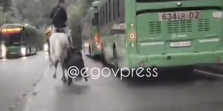 Полиция задержала мужчину за издевательства над пони в Алматы