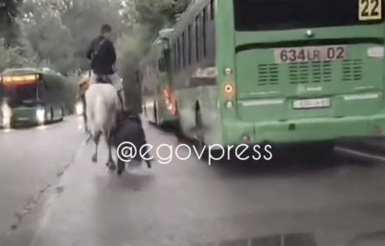 Полиция задержала мужчину за издевательства над пони в Алматы