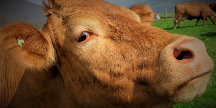 Үлкен Ақсу ауылына мал өнімдерін әкелуге, әкетуге тыйым салынды