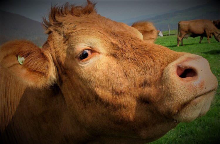 Үлкен Ақсу ауылына мал өнімдерін әкелуге, әкетуге тыйым салынды