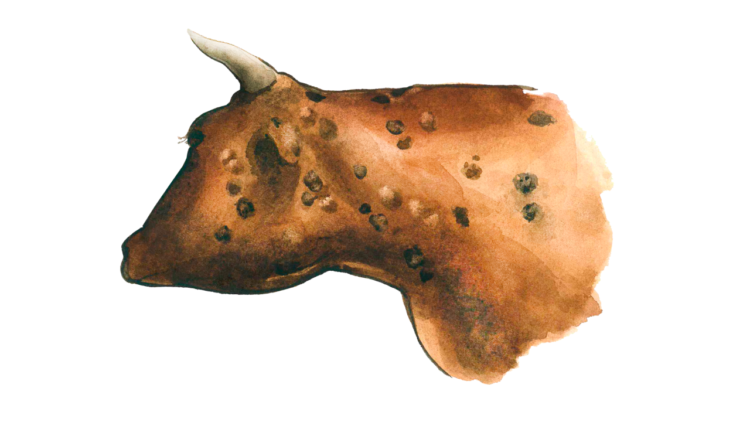 Ұйғыр ауданындағы Сібір жарасына қарсы күрес шаралары жалғасуда