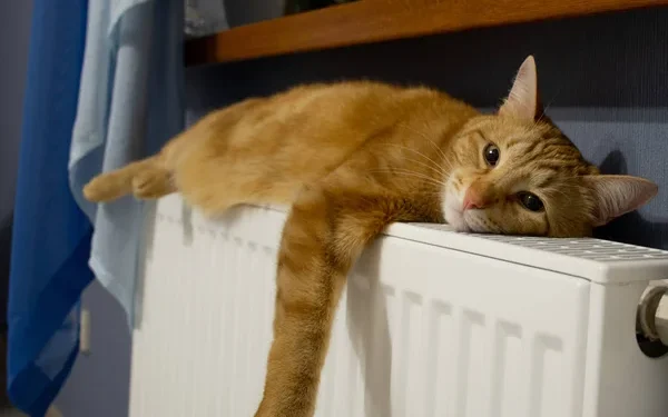 В Алматинской области полным ходом идут подготовительные работы к отопительному сезону