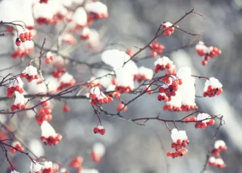 Снег и морозы до -7 градусов ожидаются в Казахстане