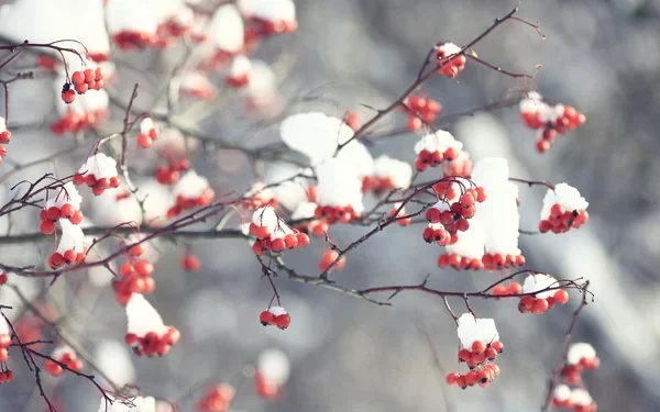 Снег и морозы до -7 градусов ожидаются в Казахстане