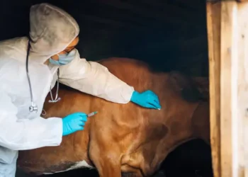 16 человек госпитализировали с подозрением на сибирскую язву в Алматинской области