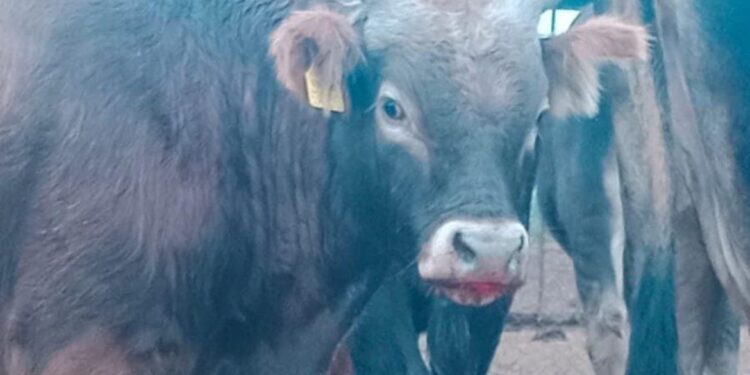 В Алматинской области произошла вспышка сибирской язвы: два человека госпитализированы