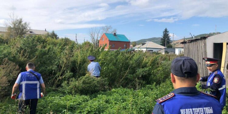 Полицейские ликвидировали огромную плантацию конопли в частном доме в Щучинске