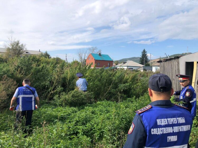 Полицейские ликвидировали огромную плантацию конопли в частном доме в Щучинске