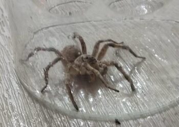 Жители Уральска не могут жить в домах из-за нашествия тарантулов