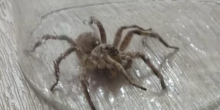 Жители Уральска не могут жить в домах из-за нашествия тарантулов