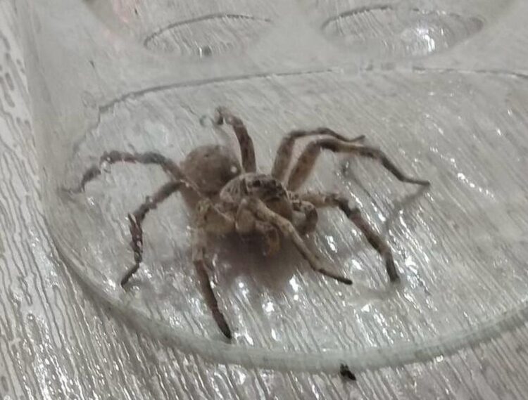 Жители Уральска не могут жить в домах из-за нашествия тарантулов