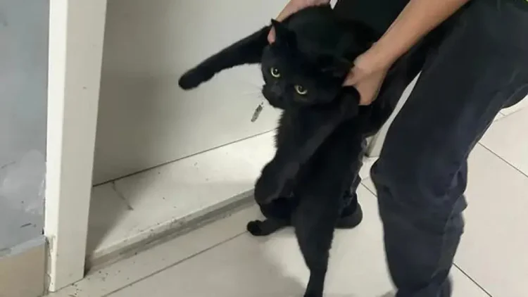 Нашелся кот, потерявшийся 21 августа в аэропорту Алматы