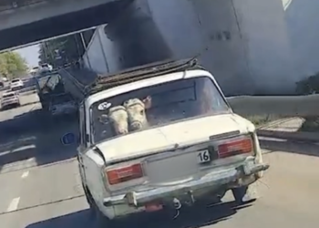 Коровы на заднем сиденье «жигулей» привлекли внимание полиции