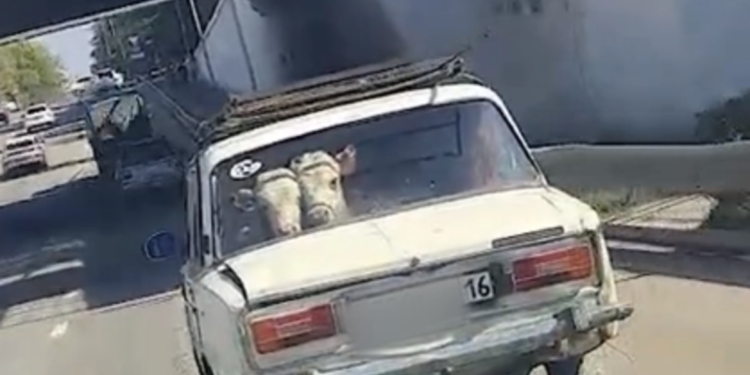 Коровы на заднем сиденье «жигулей» привлекли внимание полиции