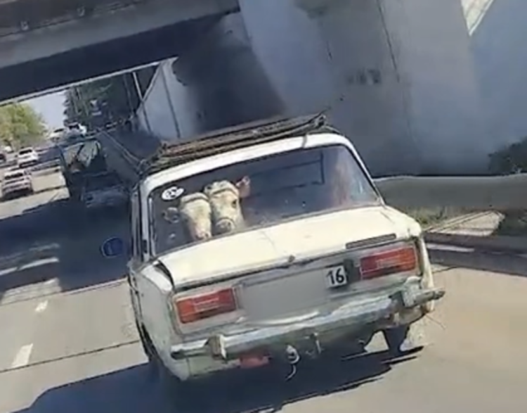 Коровы на заднем сиденье «жигулей» привлекли внимание полиции