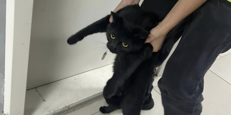 Сотрудник аэропорта Алматы выбросил на улицу сбежавшего кота