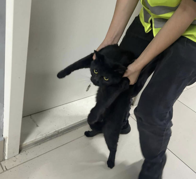 Сотрудник аэропорта Алматы выбросил на улицу сбежавшего кота