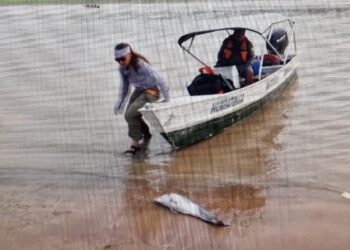 Амазон өзенінен дельфиндердің өлексесі табылды