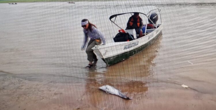 Амазон өзенінен дельфиндердің өлексесі табылды