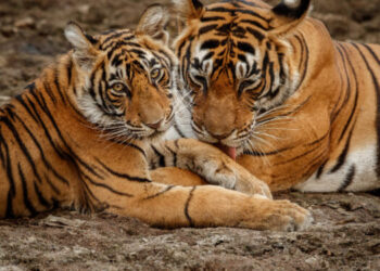 Жолбарыстардың бейімделуіне бір жылдай уақыт кетеді