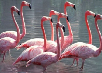 Ақтауға қоқиқаздар ұшып келді